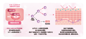 紅車(chē)軸草花提取物(圖1)