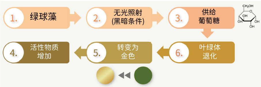 黃金小球藻多肽(圖1)