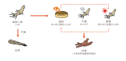 貴婦紅參(圖1)
